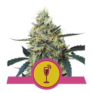 Mimosa Hanfsamen