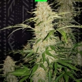 JACK HERER AUTO