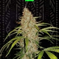 JACK HERER AUTO