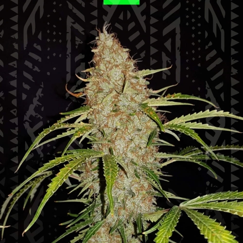JACK HERER AUTO