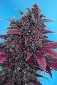 Dark Devil Auto Hanfsamen