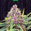 PURPLE KUSH AUTO