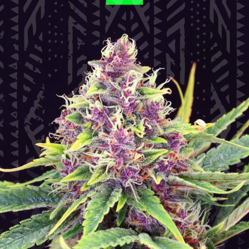 PURPLE KUSH AUTO