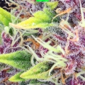 PURPLE KUSH AUTO