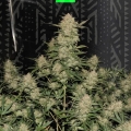 OG KUSH AUTO 