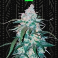 PINEAPPLE EXPRESS AUTO