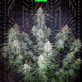 PINEAPPLE EXPRESS AUTO