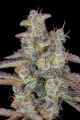 Banana Purple Punch Auto