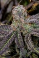 Banana Purple Punch Auto