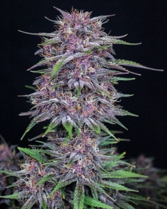 Banana Purple Punch Auto Hanfsamen