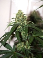Auto Colorado Cookies