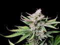 Cherry Cola Auto