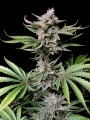 Cherry Cola Auto