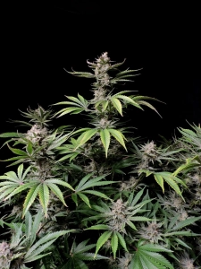 Cherry Cola Auto Hanfsamen
