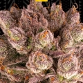 MIMOSA x ORANGE PUNCH