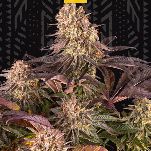 MIMOSA x ORANGE PUNCH