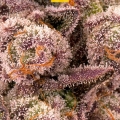 MIMOSA x ORANGE PUNCH