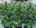 Cosmos F1 CBD