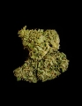 Medusa F1  