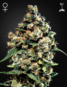 Jack Herer Hanfsamen