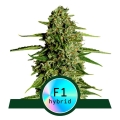 Medusa F1  