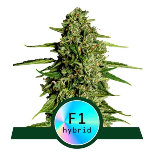 Medusa F1  