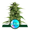 Hyperion F1 