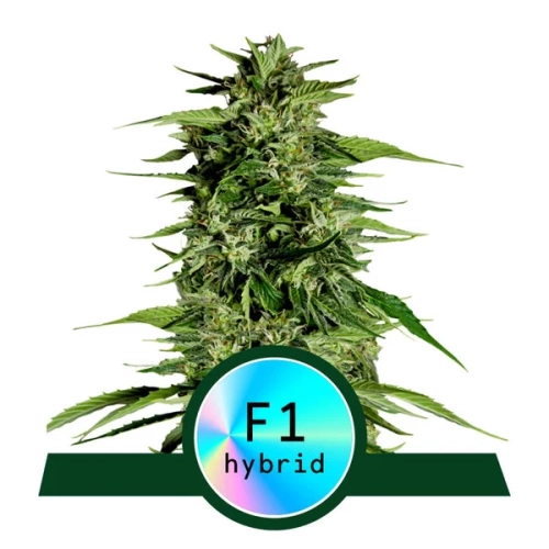 Hyperion F1 