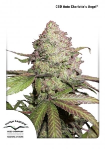 CBD Auto Charlotte's Angel Hanfsamen