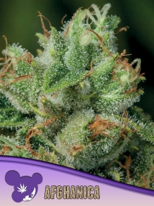 Afghanica Hanfsamen