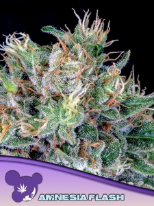 Amnesia Flash Hanfsamen