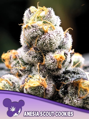 Anesia Scout Cookies