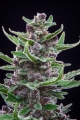 Tropicana Cookies Auto 