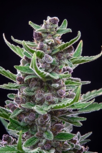 Tropicana Cookies Auto  Hanfsamen