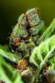 Tropicana Cookies Auto 