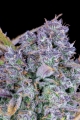 Tropicana Cookies Auto 