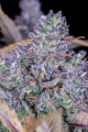 Tropicana Cookies Auto 