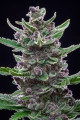 Tropicana Cookies Auto 