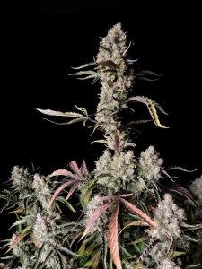 Gorilla Zkittlez Auto Hanfsamen
