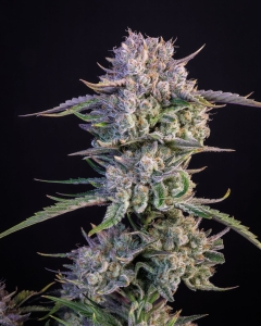 Strawberry Gorilla Auto Hanfsamen