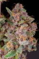 Gorilla Punch Auto