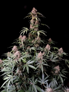 Amnesia Zkittlez Auto Hanfsamen