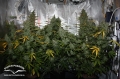 Auto Tundra #2