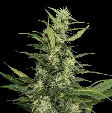 Amur Giant Auto