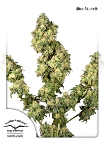 Ultra Skunk Hanfsamen