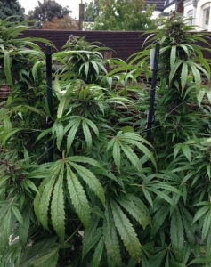Outdoor Mix Hanfsamen