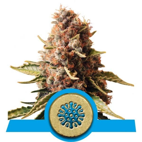 Euphoria CBD