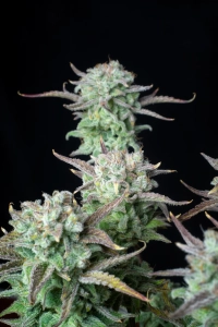 Strawberry Banana Auto Hanfsamen