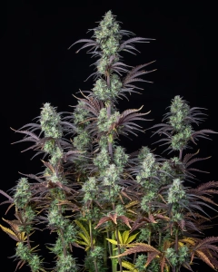 Mimosa Cake Auto Hanfsamen