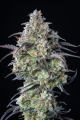 Mimosa Cake Auto